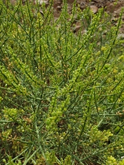 Ochradenus aucheri