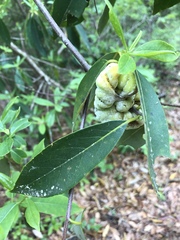 Exobasidium symploci