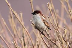Passer domesticus