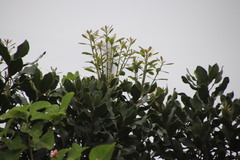 Euclea natalensis obovata