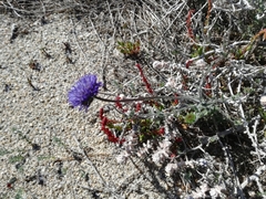 Jasione