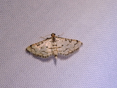 Hileithia aplicalis