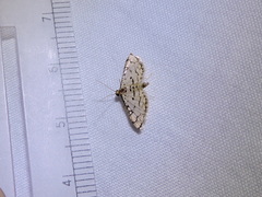 Hileithia aplicalis