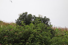 Euclea natalensis obovata