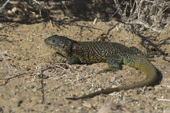 Shining Tree Iguana photo 3
