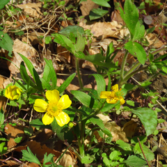 Ranunculus hispidus