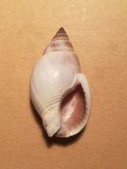 Nassarius dorsatus