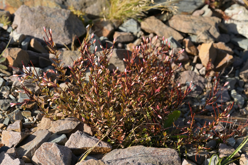 Epilobium glabellum (Epilobium glabellum)