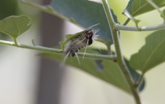 Halysidota cinctipes