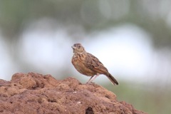 Mirafra rufocinnamomea