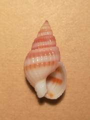 Nassarius crematus