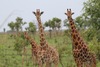 Kordofan Giraffe - Photo (c) Mathias D'haen, some rights reserved (CC BY-NC), uploaded by Mathias D'haen