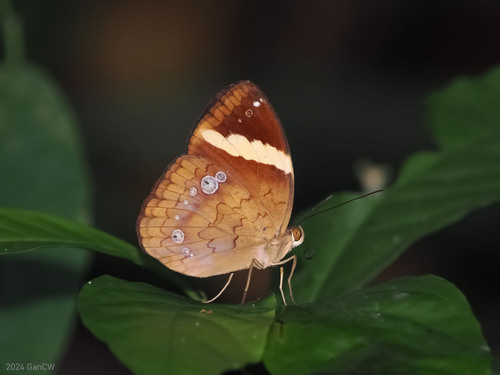 How to identify Xanthotaenia busiris Westwood, 1858