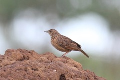 Mirafra rufocinnamomea