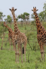 Giraffa camelopardalis antiquorum