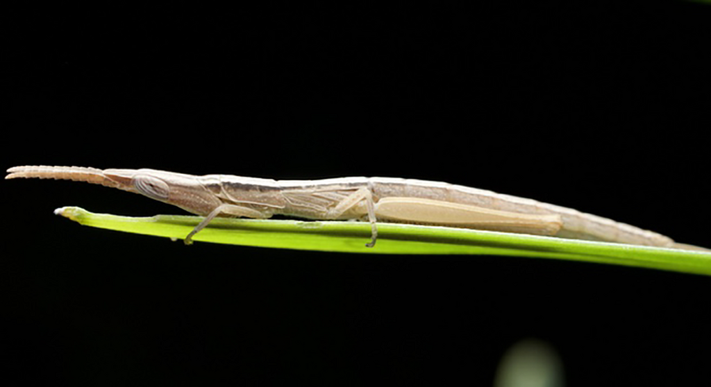 Moritala bipunctata
