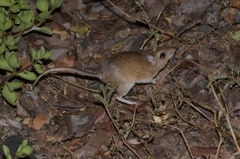Gerbilliscus leucogaster