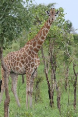 Giraffa camelopardalis antiquorum