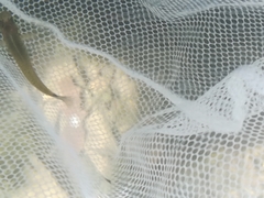 Pseudoxiphophorus bimaculatus