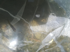 Pseudoxiphophorus bimaculatus