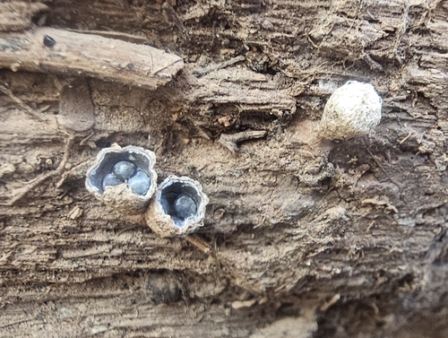 dung-loving bird's nest fungus