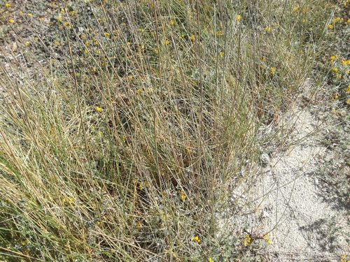 Rush-like Wheatgrass (Thinopyrum junceum)