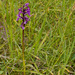 Flecked Marsh-Orchid - Photo (c) whoelsenorth, some rights reserved (CC BY-NC-SA)
