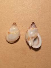 Nassarius sufflatus