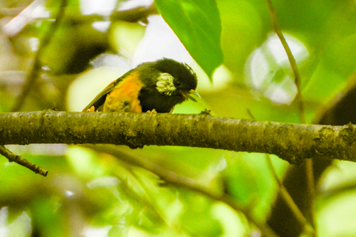 Golden-breasted Fulvetta (Lioparus chrysotis), photo 4