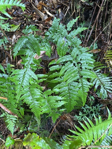 Thelypteris uraiensis iNat (2)