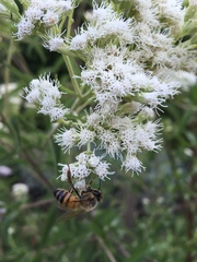 Austroeupatorium inulifolium