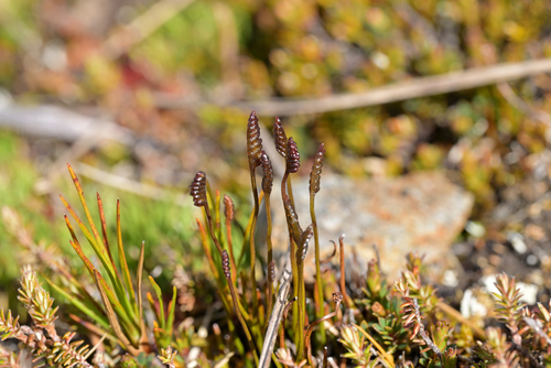 Image of Southern Comb Fern (Schizaea australis) by (c) Christopher Stephens, some rights reserved (CC BY-SA)