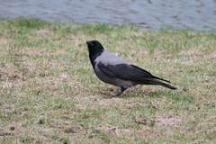Corvus cornix