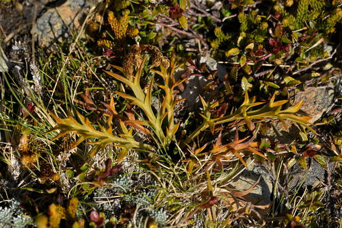 Aciphylla hookeri (Aciphylla hookeri)