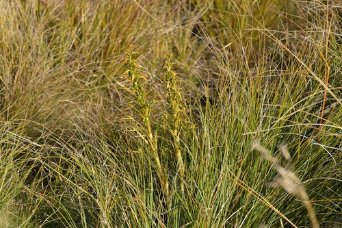 Aciphylla hookeri (Aciphylla hookeri)