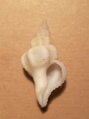 Peristernia pulchella