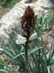 Asphodelus albus