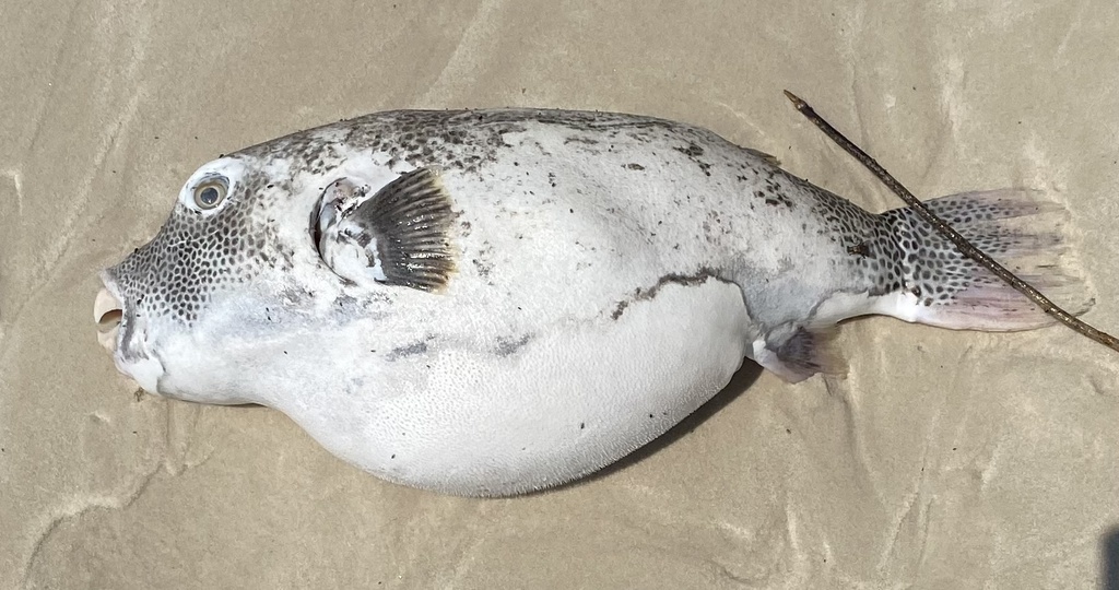 Blackspotted puffer