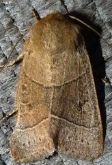 Ulolonche culea