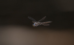 Epitheca petechialis