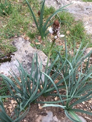 Asphodelus albus
