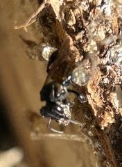 Cephalotrigona zexmeniae image