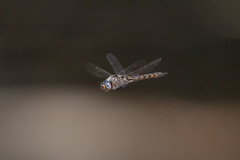 Epitheca petechialis