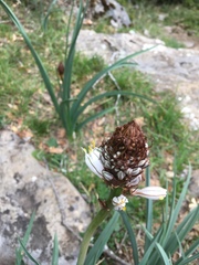 Asphodelus albus