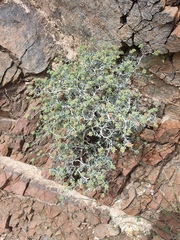 Pteropyrum scoparium