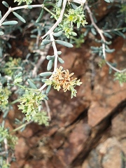 Pteropyrum scoparium