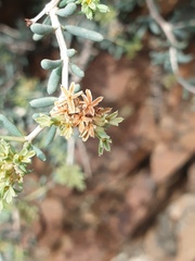 Pteropyrum scoparium