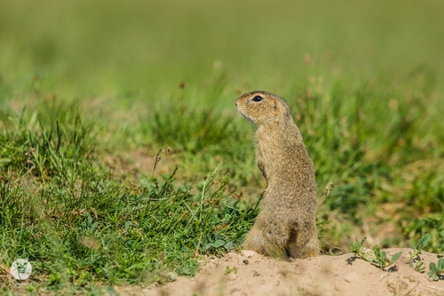 European Ground Squirrel, photo 5 of 10