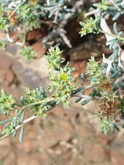 Pteropyrum scoparium