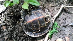 Chrysemys dorsalis